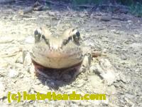 /home//u458753944/public_html/sourcegallery//////////Roxborough Toad Detour/2023/2023-04-06/P4060678.JPG